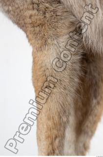 Wolf leg photo reference 0005